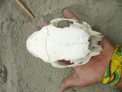 Hydrochoerus isthmius