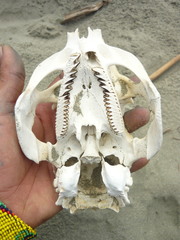 Hydrochoerus isthmius