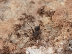 Iberoformica subrufa