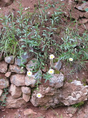 Leucanthemum pallens
