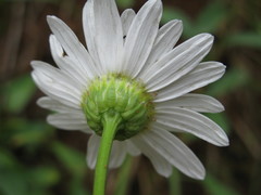 Leucanthemum pallens