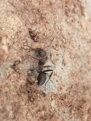 Iberoformica subrufa