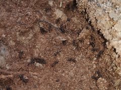 Iberoformica subrufa