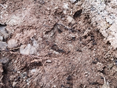 Iberoformica subrufa