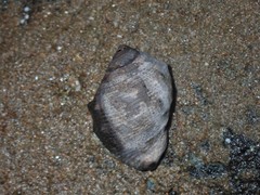 Purpura bufo