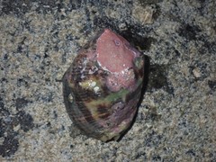Purpura bufo