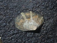 Cellana conciliata