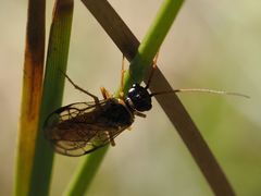 Cephalcia alpina