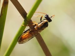 Cephalcia alpina