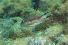 Canthigaster capistrata