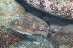 Canthigaster capistrata