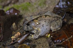 Proceratophrys concavitympanum