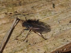 Lispocephala brachialis