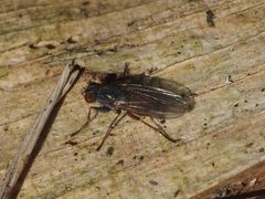 Lispocephala brachialis