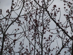 Acer rubrum