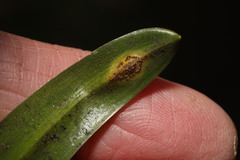 Uromyces hyacinthi