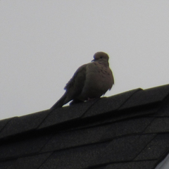 Zenaida macroura carolinensis