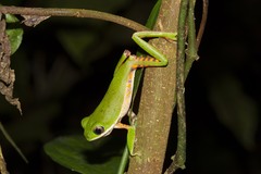 Pithecopus hypochondrialis