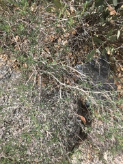 Eriogonum fasciculatum polifolium