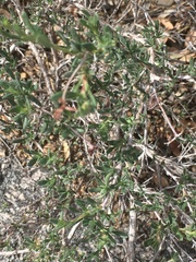 Eriogonum fasciculatum polifolium