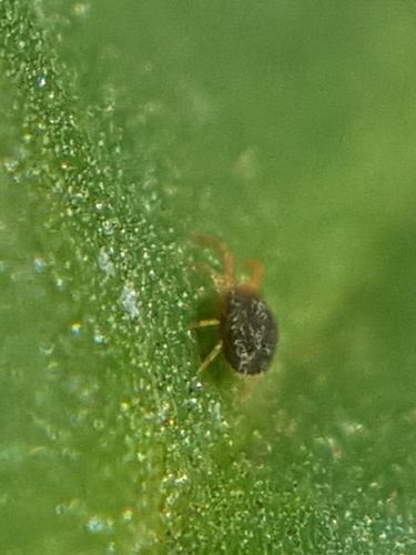 Clover mite