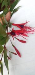 Fuchsia regia reitzii