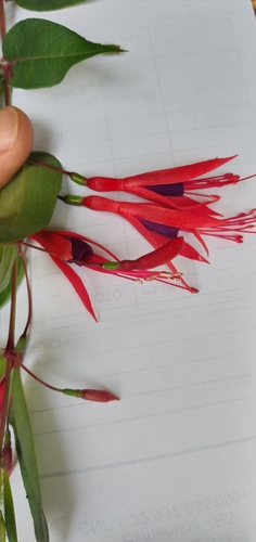 Image of Fuchsia regia by (c) Edson Luis Fabro Gasperin, some rights reserved (CC BY-SA)