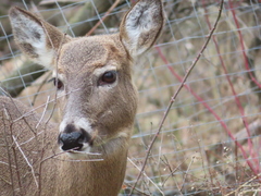Odocoileus virginianus