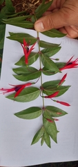 Fuchsia regia reitzii
