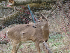 Odocoileus virginianus