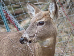 Odocoileus virginianus