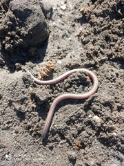 Anniella geronimensis