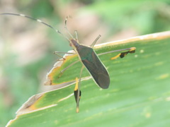 Anisoscelis marginellus