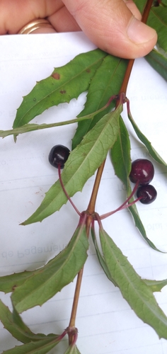 Fuchsia regia
