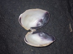 Asaphis violascens