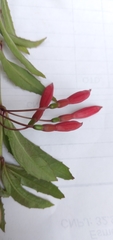Fuchsia regia reitzii