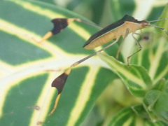 Anisoscelis marginellus