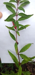 Fuchsia regia reitzii