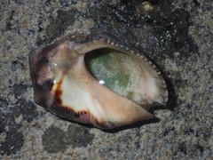 Purpura bufo