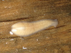Planariidae