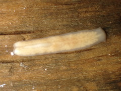 Planariidae