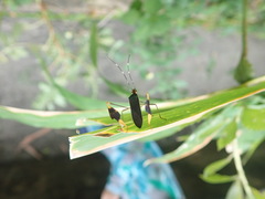 Anisoscelis marginellus