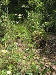 Leucanthemum esterellense