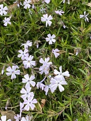 Phlox
