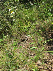 Leucanthemum esterellense