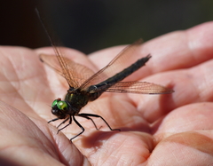 Somatochlora alpestris