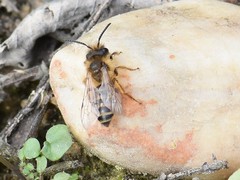 Andrena flavipes