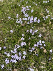 Phlox