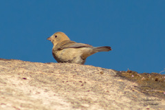 Passerina versicolor