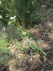 Leucanthemum esterellense